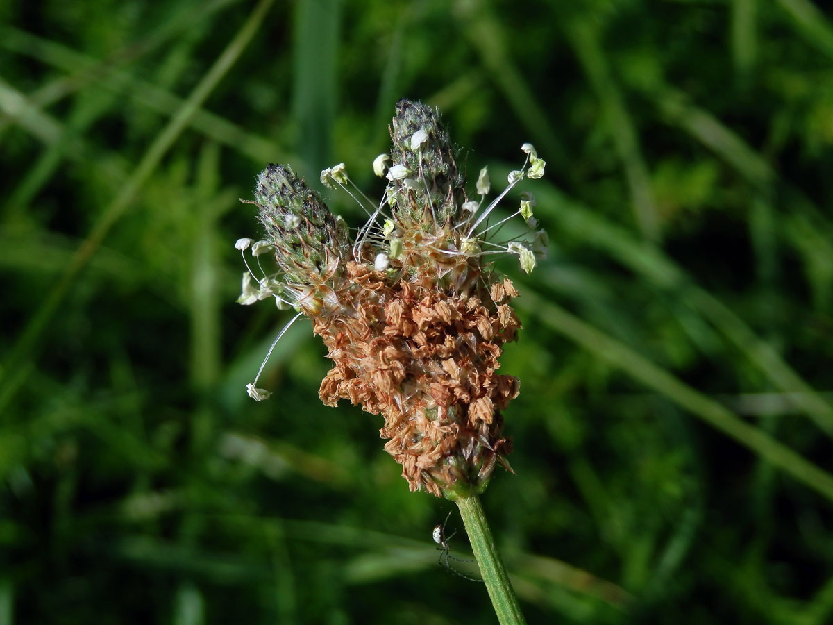 Jitrocel kopinatý (Plantago lanceolata L.) - větvené květenství (21)