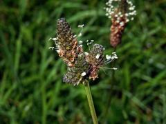 Jitrocel kopinatý (Plantago lanceolata L.) - větvené květenství (22)