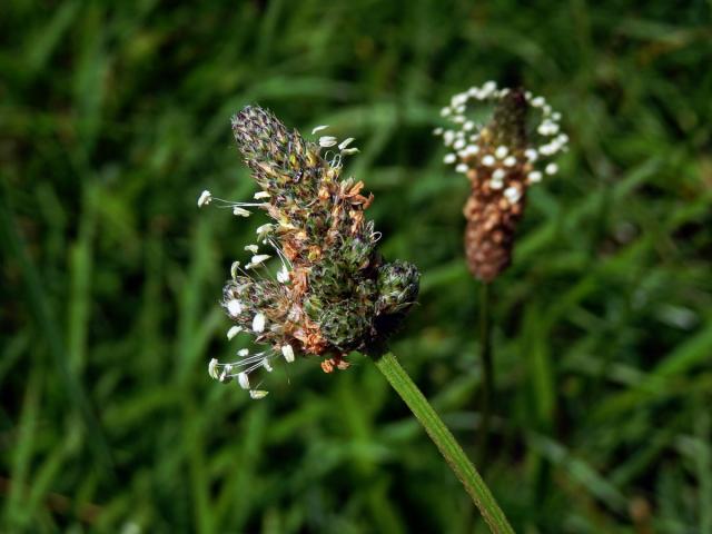 Jitrocel kopinatý (Plantago lanceolata L.) - větvené květenství (23)