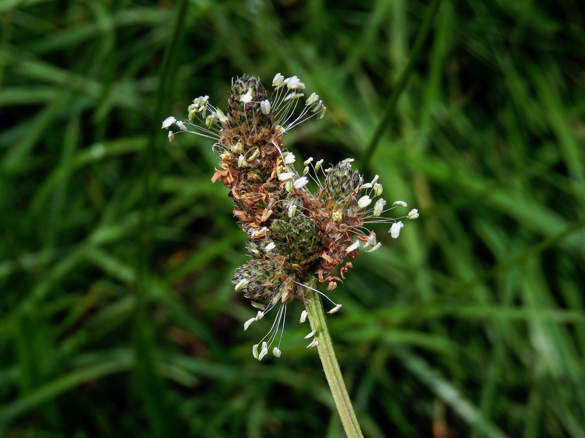 Jitrocel kopinatý (Plantago lanceolata L.) - větvené květenství (24)