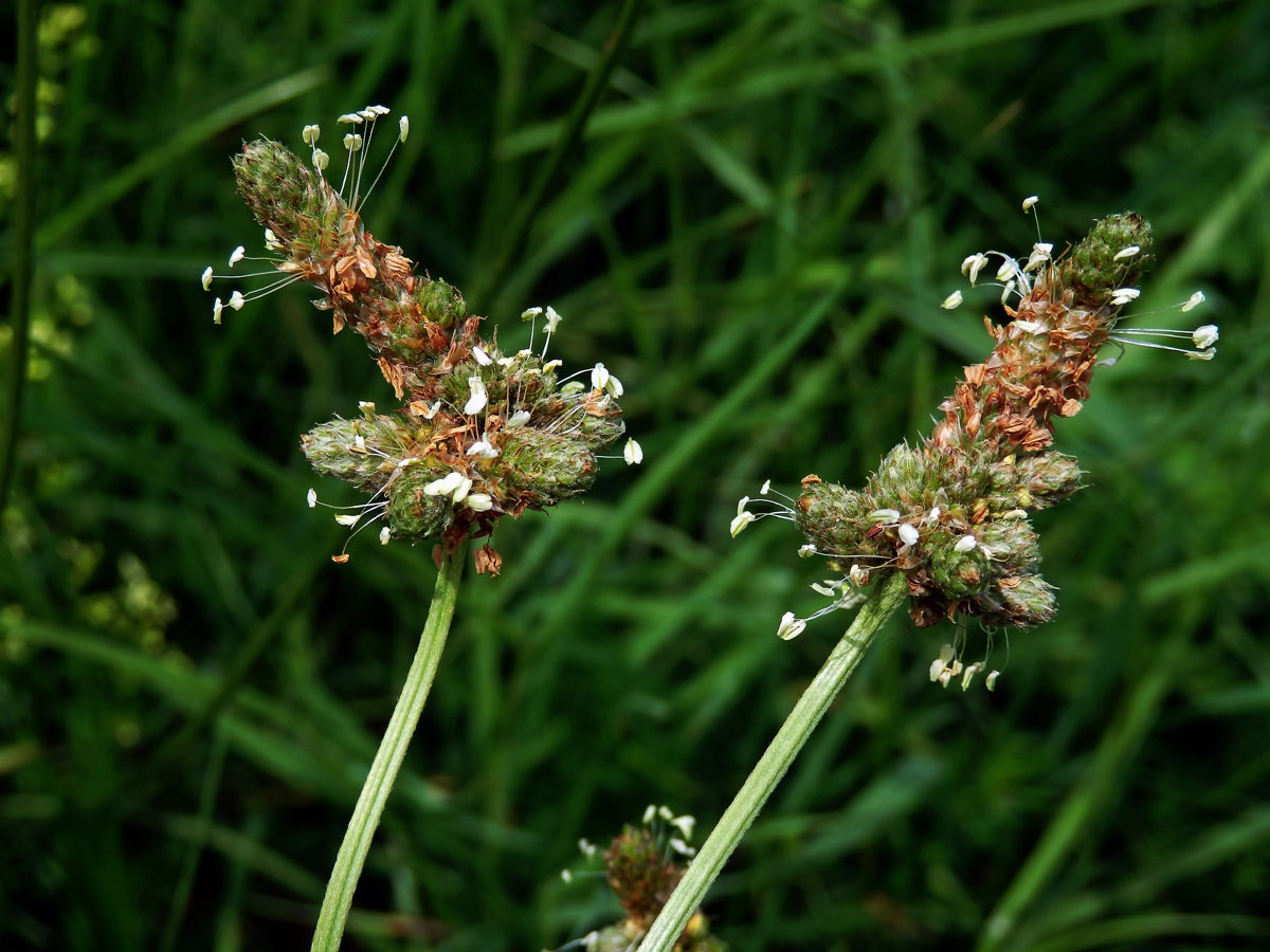 Jitrocel kopinatý (Plantago lanceolata L.) - větvené květenství (26)