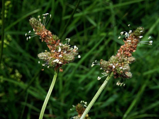 Jitrocel kopinatý (Plantago lanceolata L.) - větvené květenství (26)