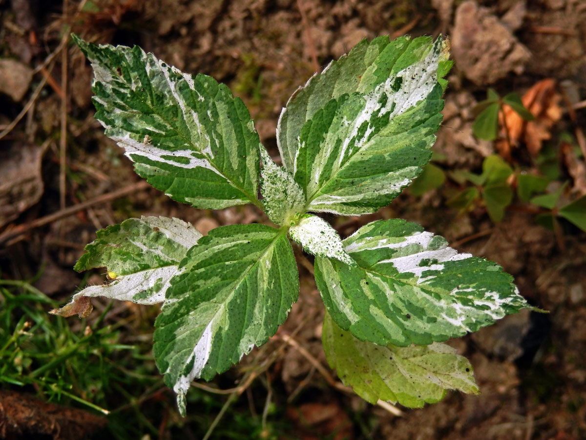 Netýkavka malokvětá (Impatiens parviflora DC.) (2a)