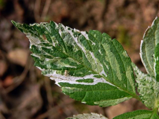 Netýkavka malokvětá (Impatiens parviflora DC.) (2b)