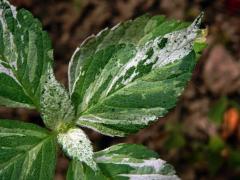 Netýkavka malokvětá (Impatiens parviflora DC.) (2c)