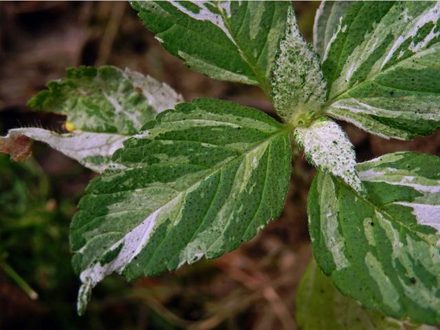 Netýkavka malokvětá (Impatiens parviflora DC.) (2d)