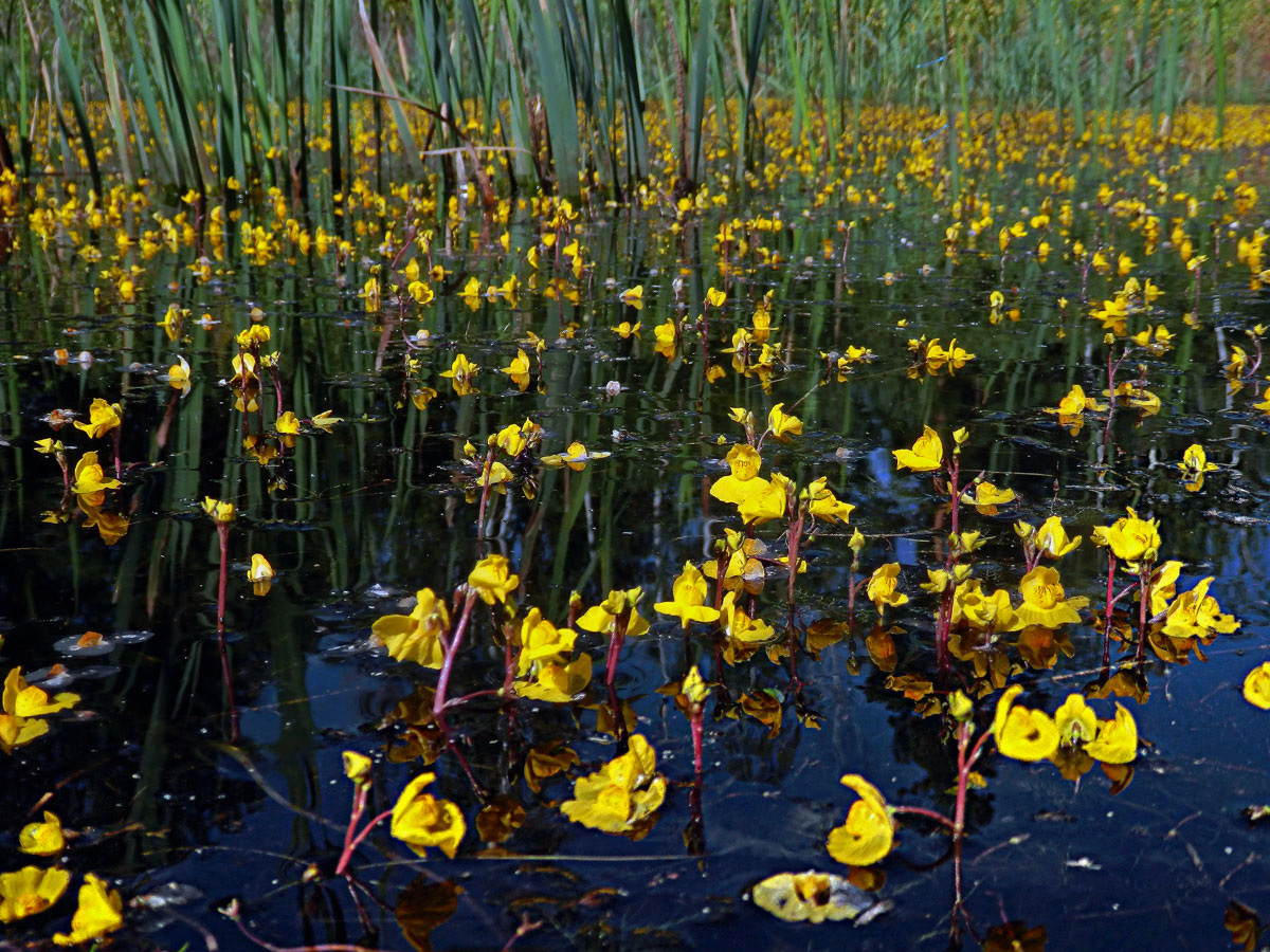 Bublinatka jižní (Utricularia australis R. Br.)