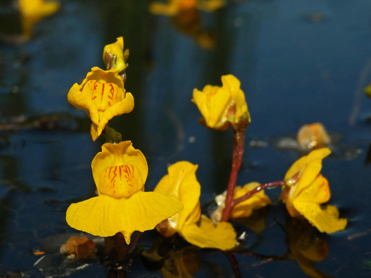 Bublinatka jižní (Utricularia australis R. Br.)