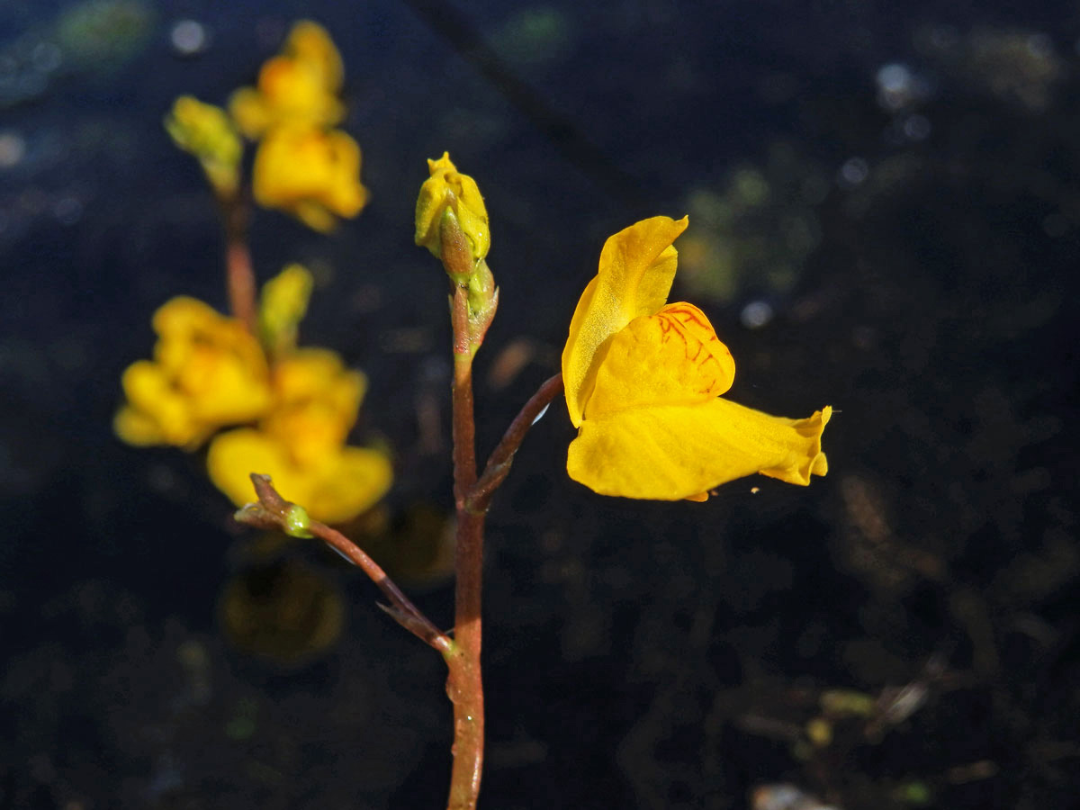 Bublinatka jižní (Utricularia australis R. Br.)