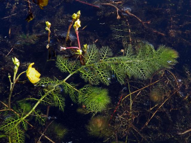 Bublinatka jižní (Utricularia australis R. Br.)