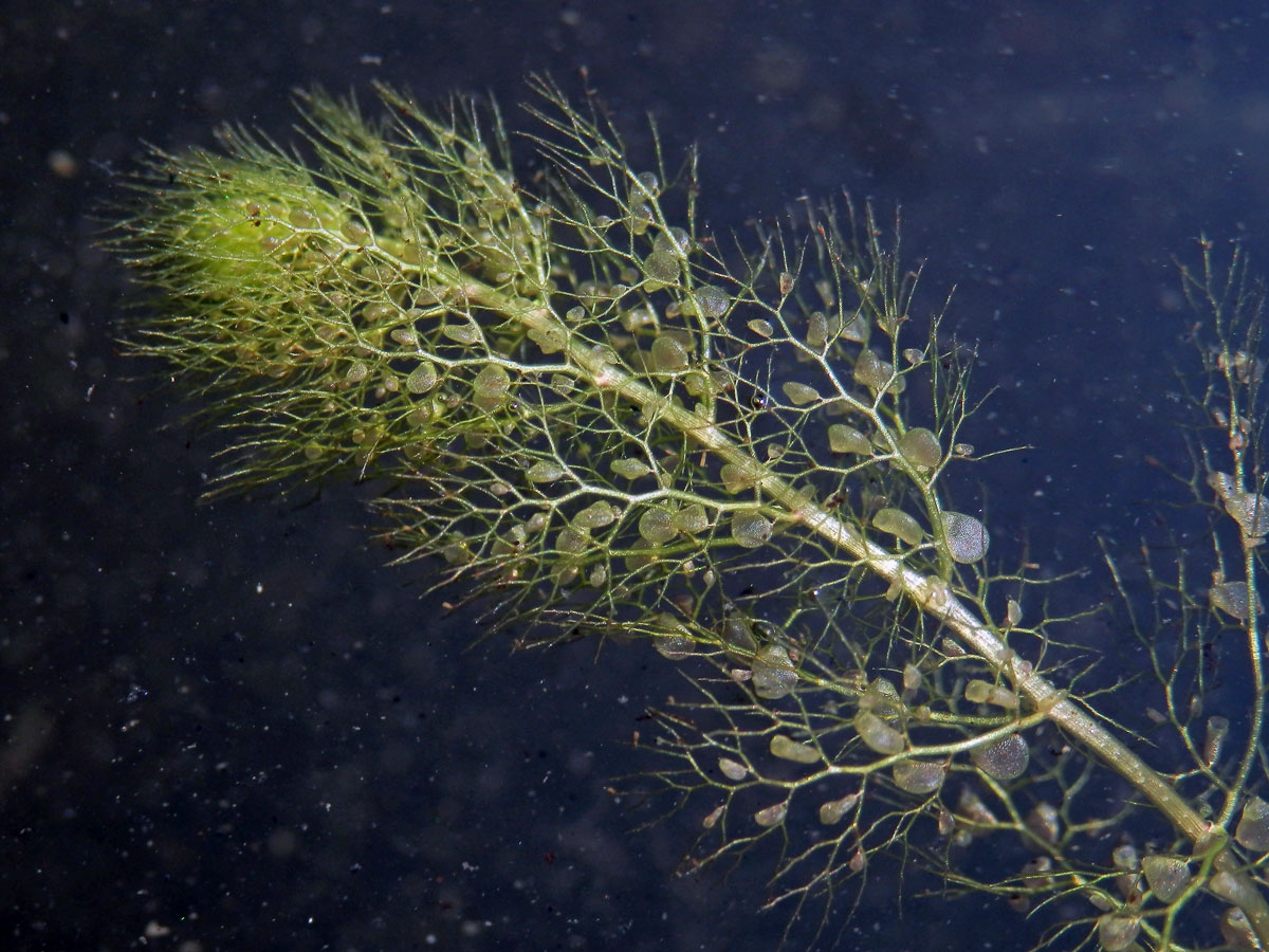 Bublinatka jižní (Utricularia australis R. Br.)