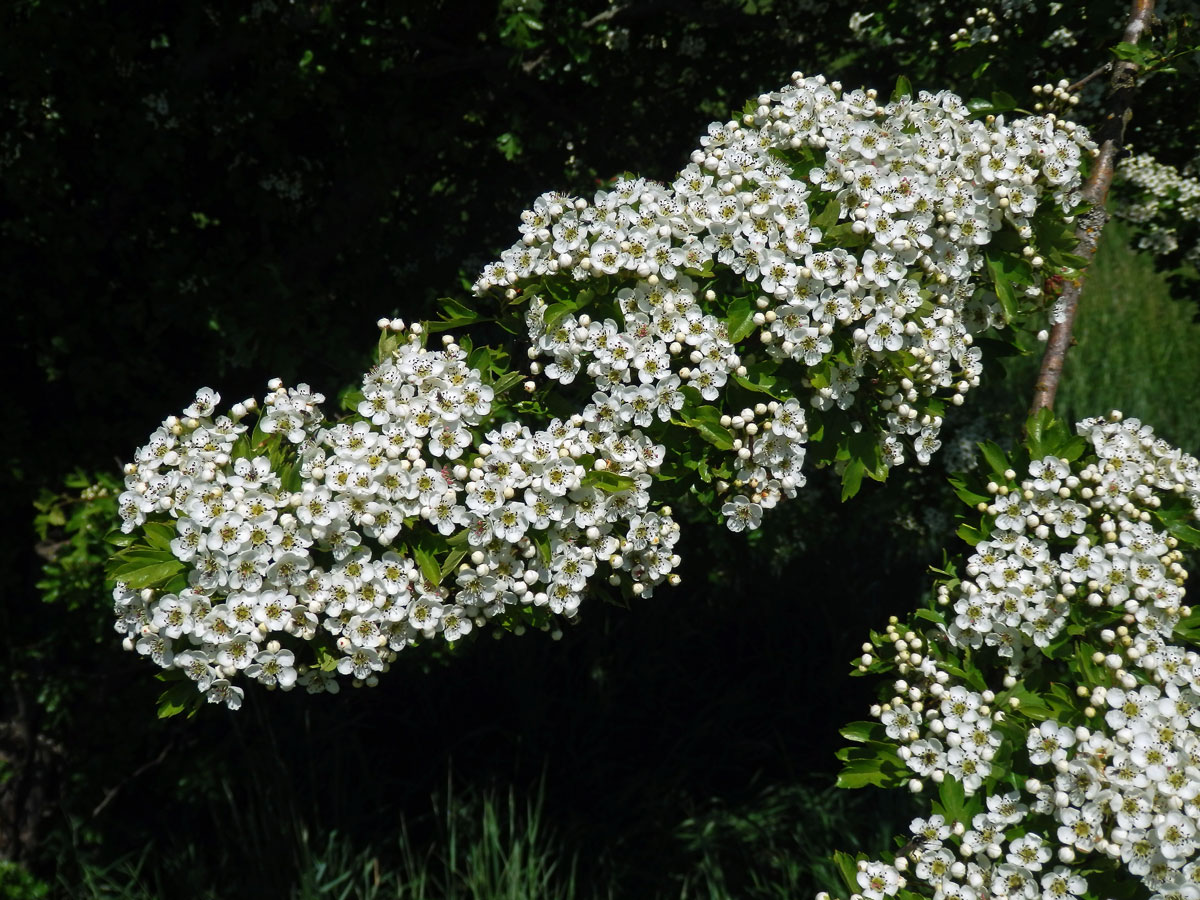 Hloh obecný (Crataegus laevigata (Poiret) DC.)