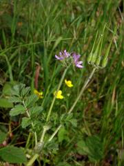 Pumpava muškátová (Erodium moschatum (L.) L´Hér.)