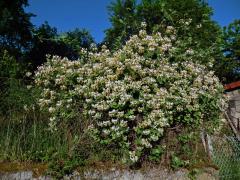 Zimolez kozí list (Lonicera caprifolium L.)