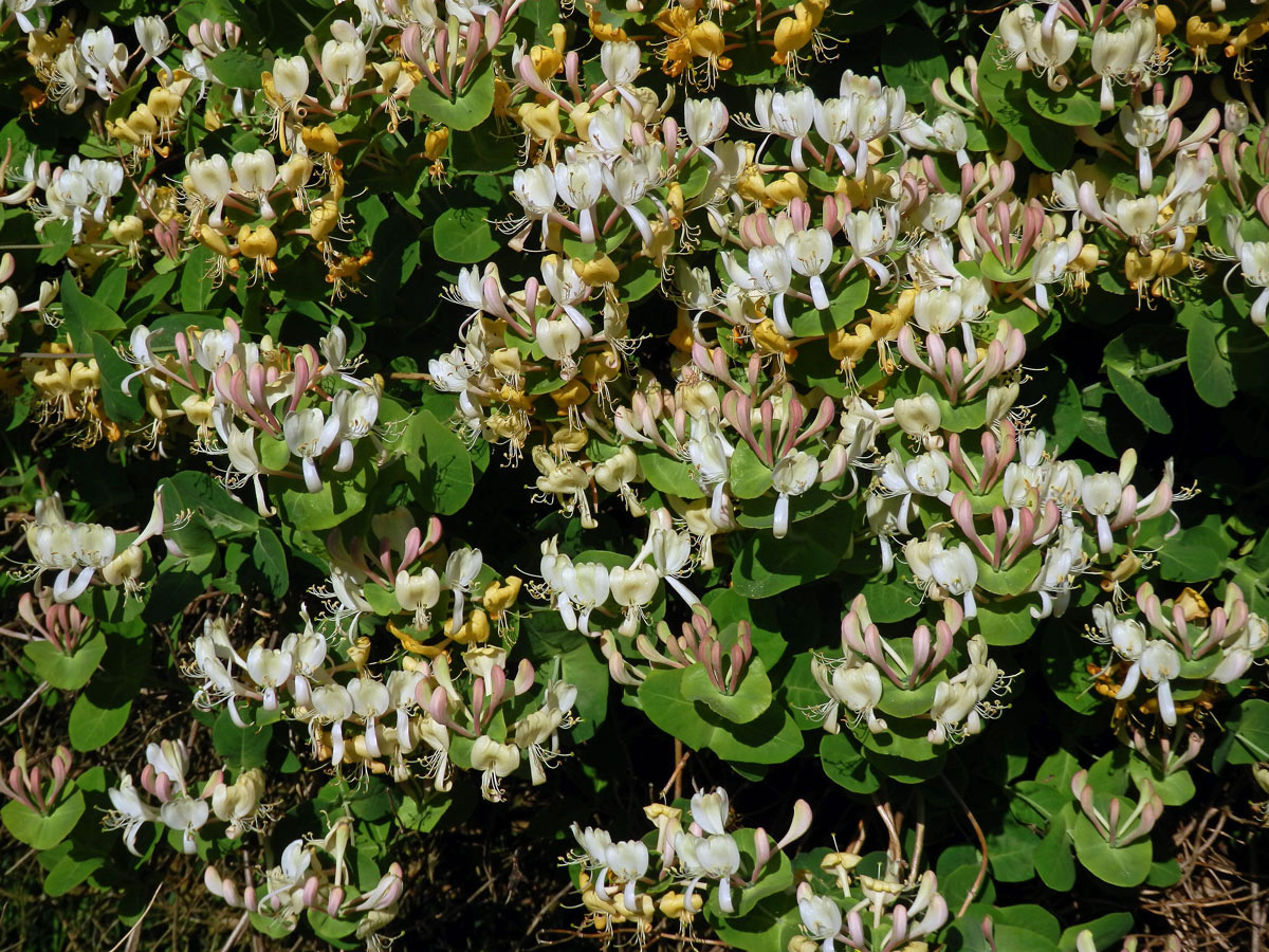 Zimolez kozí list (Lonicera caprifolium L.)