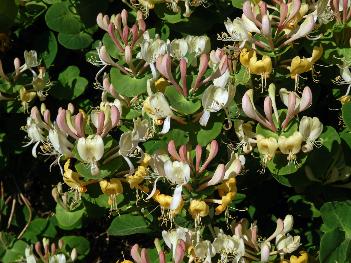 Zimolez kozí list (Lonicera caprifolium L.)