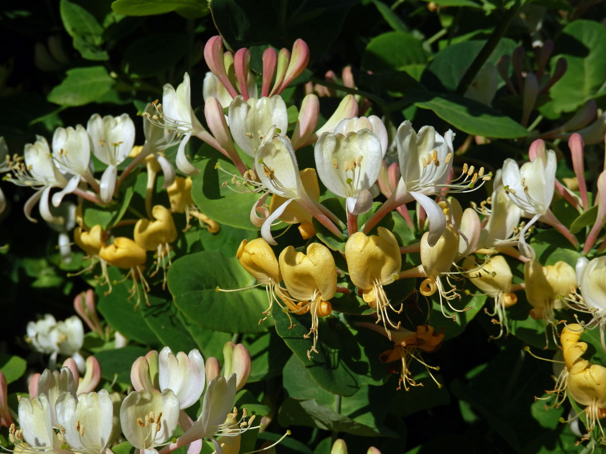 Zimolez kozí list (Lonicera caprifolium L.)