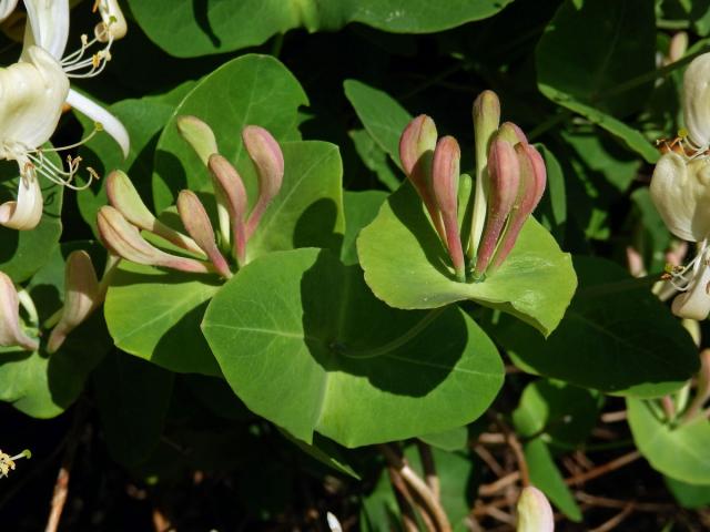 Zimolez kozí list (Lonicera caprifolium L.)