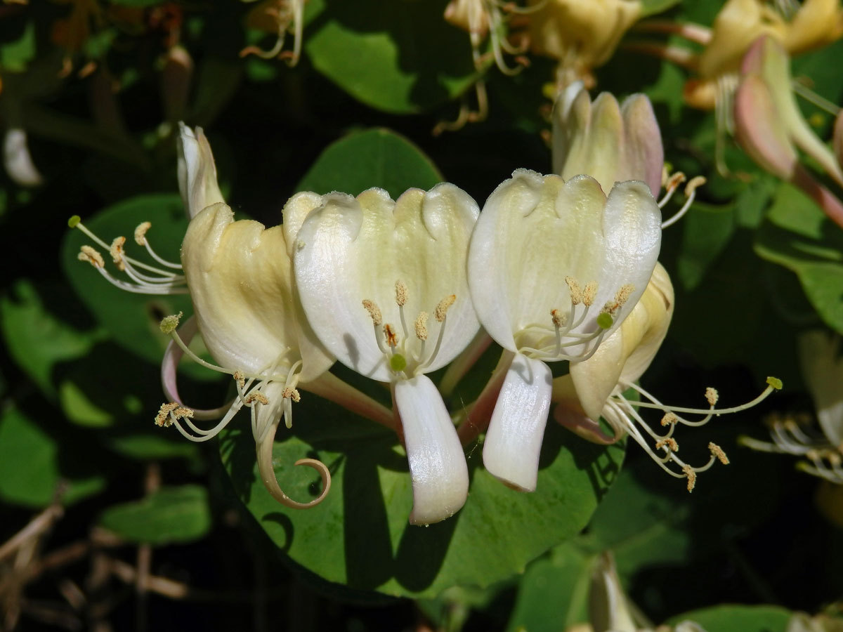 Zimolez kozí list (Lonicera caprifolium L.)