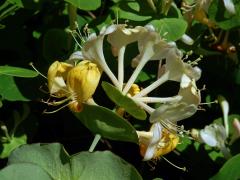 Zimolez kozí list (Lonicera caprifolium L.)
