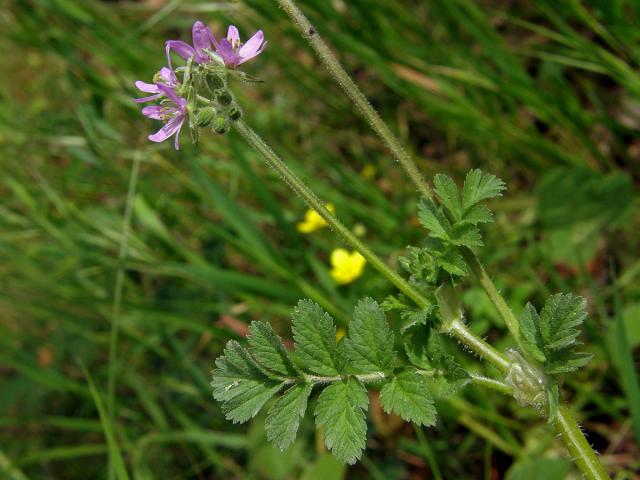 Pumpava muškátová (Erodium moschatum (L.) L´Hér.)