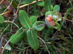 Zimolez (Lonicera implexa Aiton)