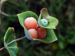 Zimolez (Lonicera implexa Aiton)