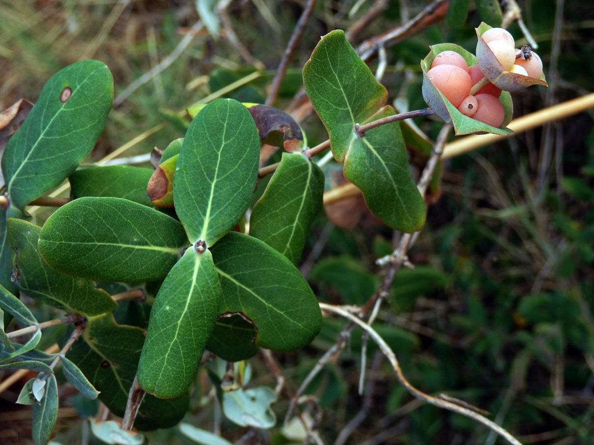 Zimolez (Lonicera implexa Aiton)