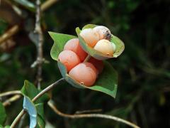 Zimolez (Lonicera implexa Aiton)