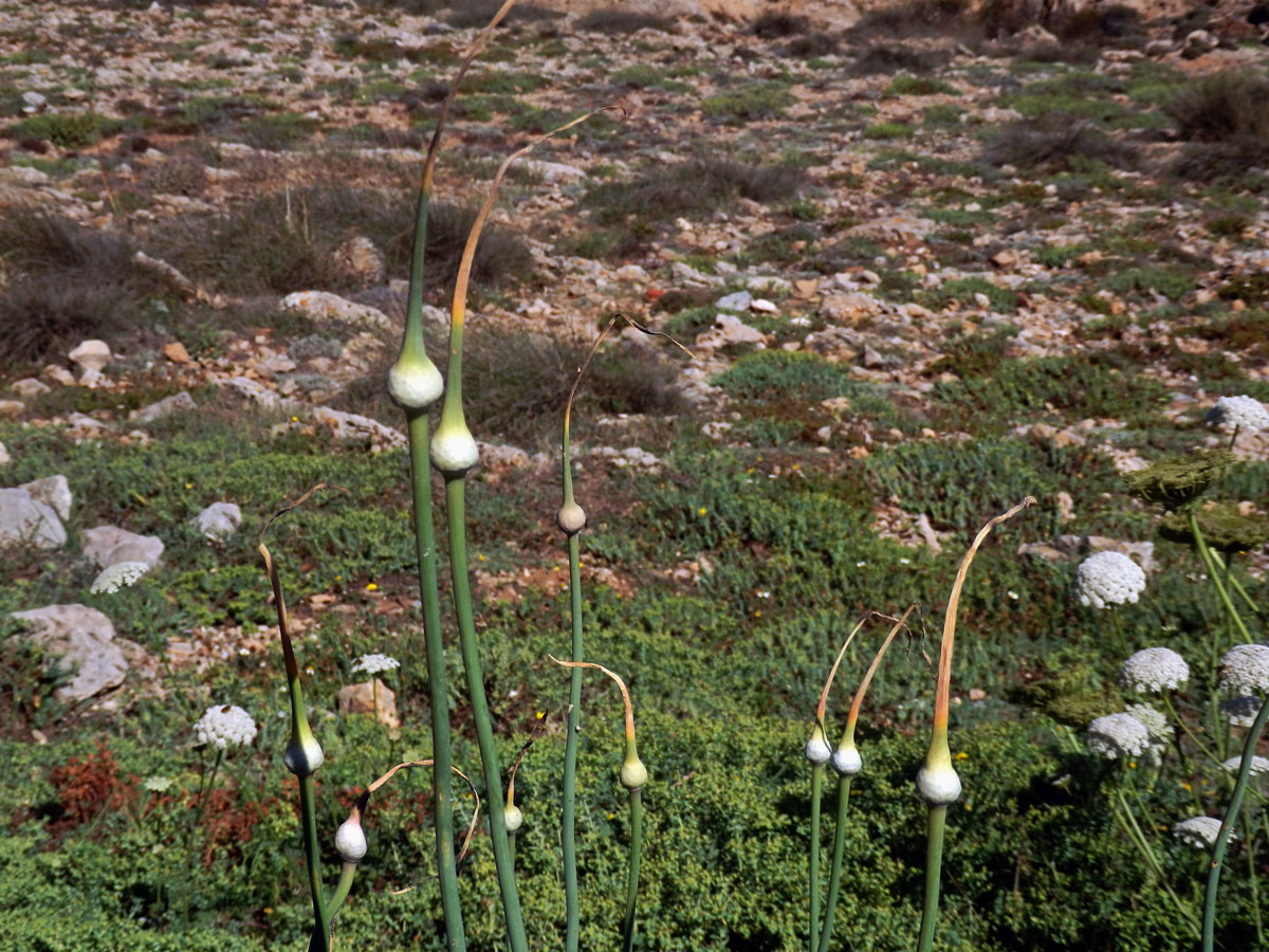 Česnek (Allium ampeloprassum L.)