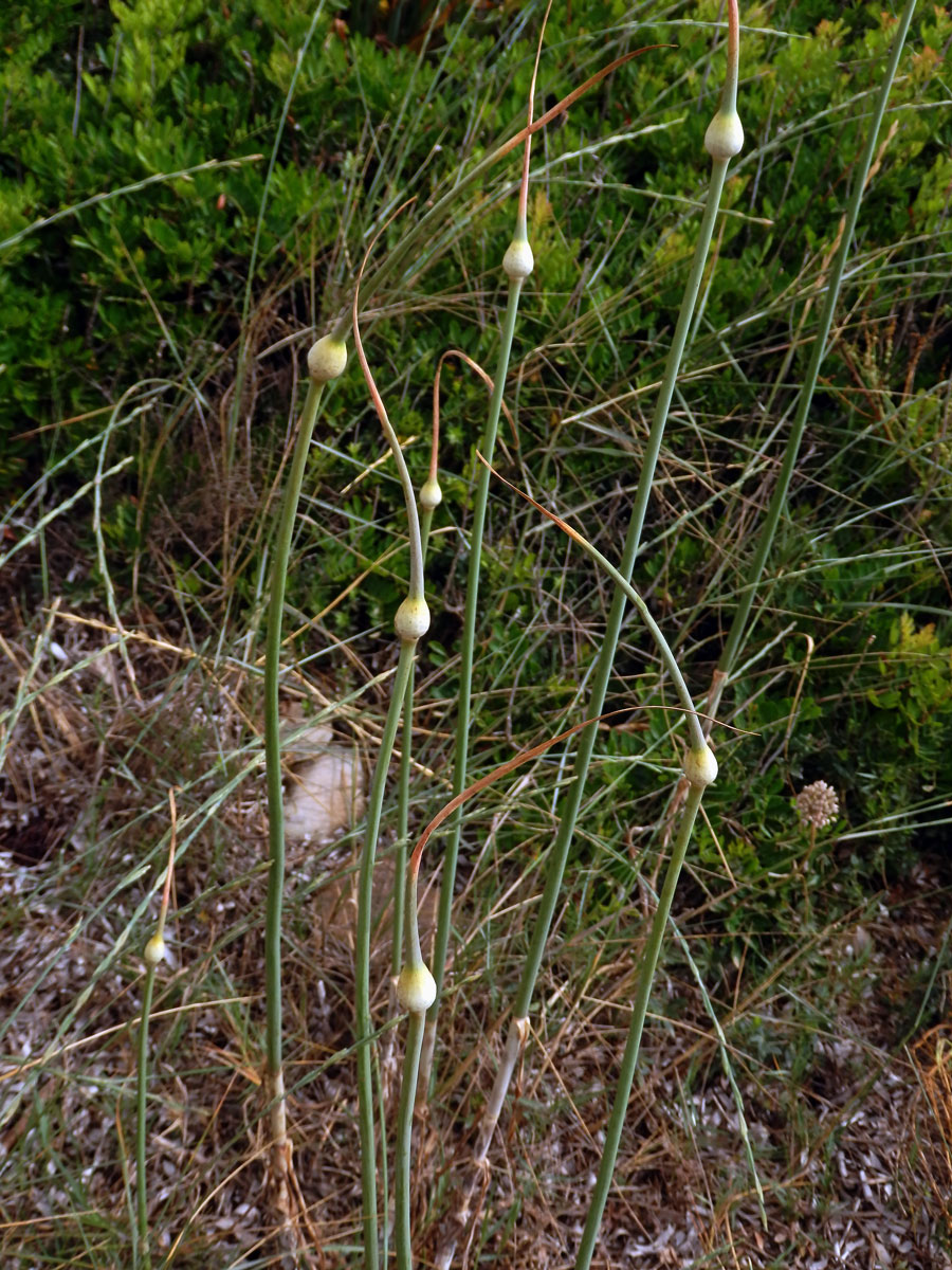 Česnek (Allium ampeloprassum L.)