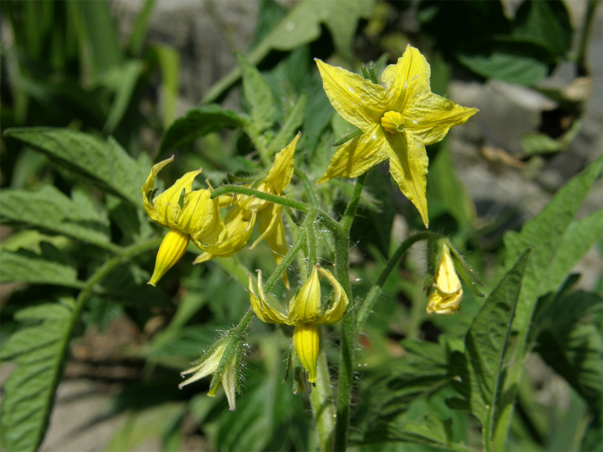 Lilek rajče (Solanum lycopersicum L.)