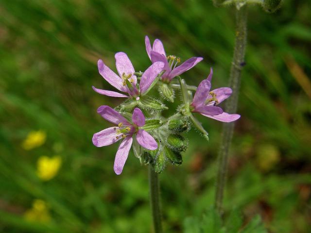 Pumpava muškátová (Erodium moschatum (L.) L´Hér.)