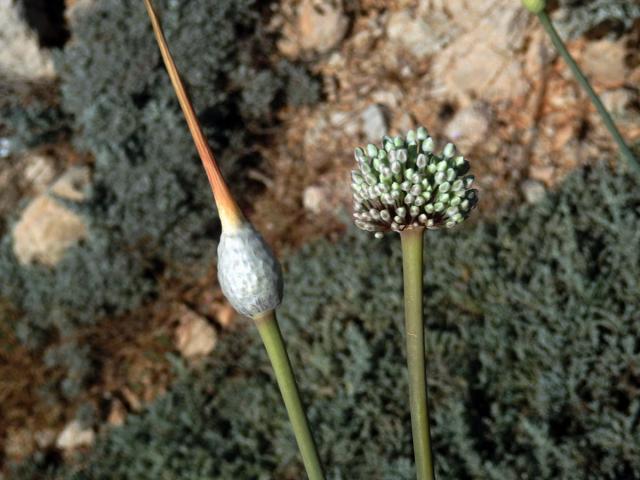 Česnek (Allium ampeloprassum L.)