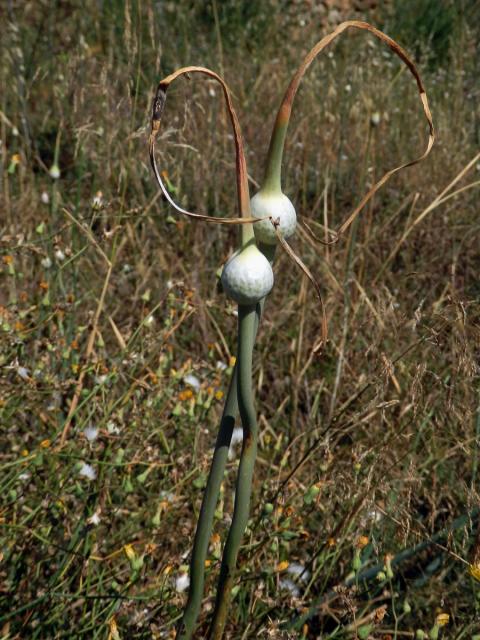 Česnek (Allium ampeloprassum L.)