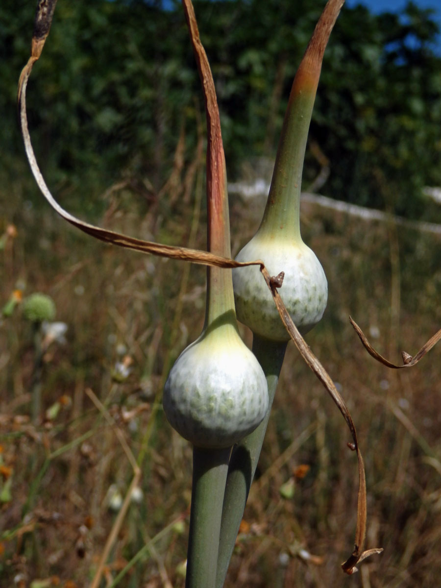 Česnek (Allium ampeloprassum L.)