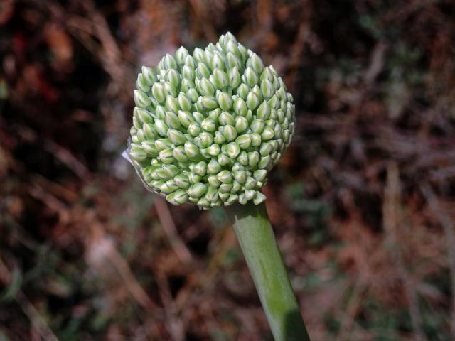 Česnek (Allium ampeloprassum L.)