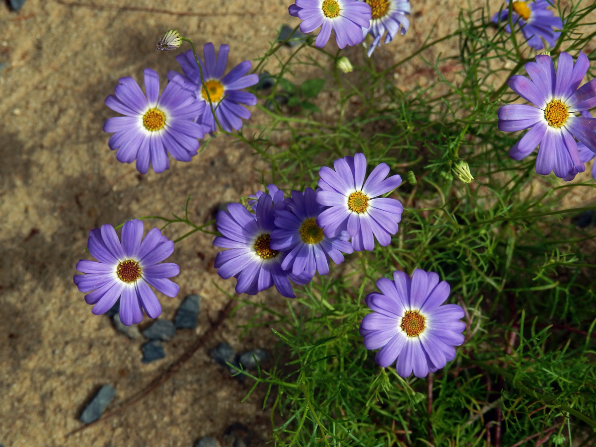 Všelicha iberkolistá (Brachyscome iberidifolia Benth.)