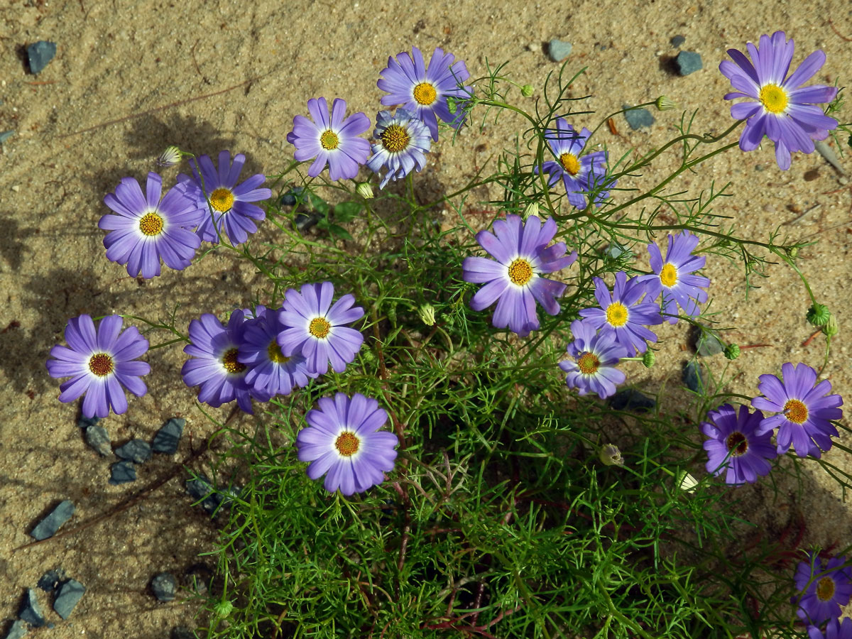 Všelicha iberkolistá (Brachyscome iberidifolia Benth.)