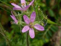 Pumpava muškátová (Erodium moschatum (L.) L´Hér.)