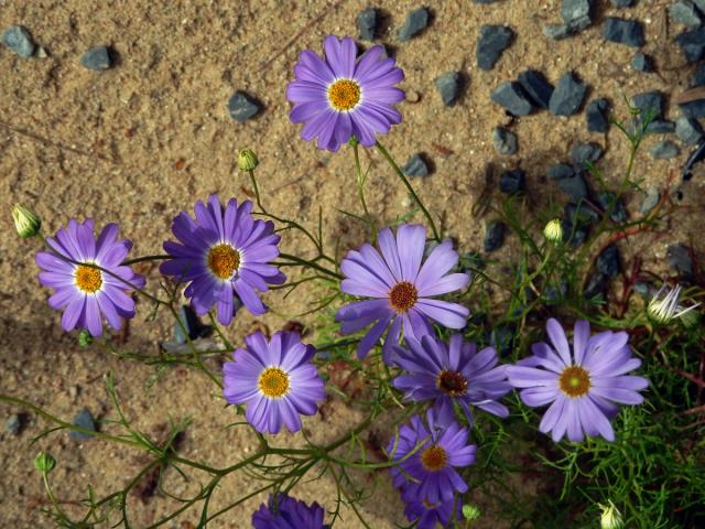 Všelicha iberkolistá (Brachyscome iberidifolia Benth.)