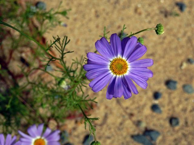 Všelicha iberkolistá (Brachyscome iberidifolia Benth.)