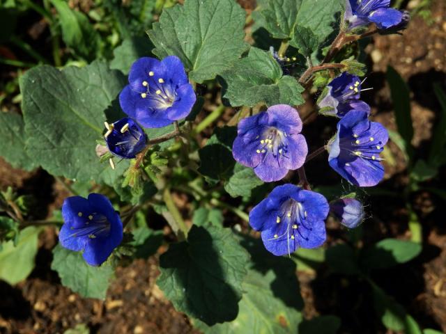 Svazenka zvonkovitá (Phacelia campanularia A. Gray)