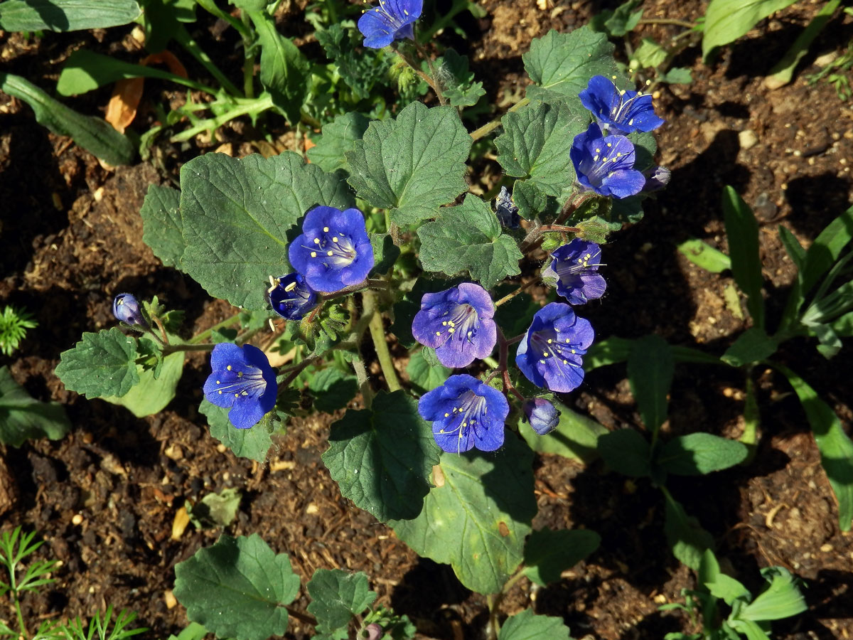 Svazenka zvonkovitá (Phacelia campanularia A. Gray)