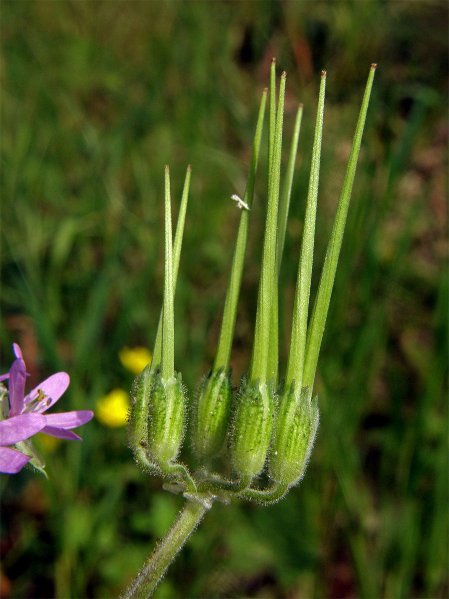 Pumpava muškátová (Erodium moschatum (L.) L´Hér.)