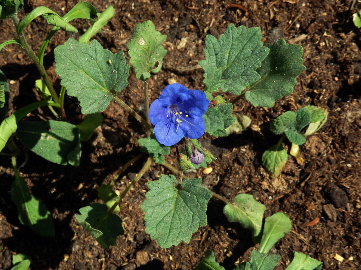 Svazenka zvonkovitá (Phacelia campanularia A. Gray)