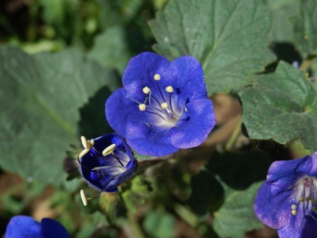 Svazenka zvonkovitá (Phacelia campanularia A. Gray)