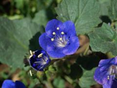 Svazenka zvonkovitá (Phacelia campanularia A. Gray)