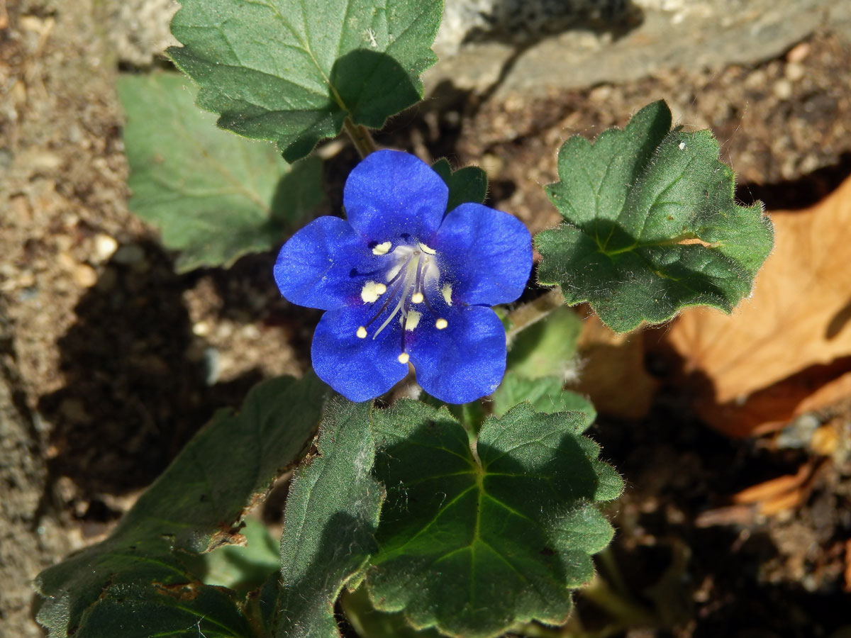 Svazenka zvonkovitá (Phacelia campanularia A. Gray)