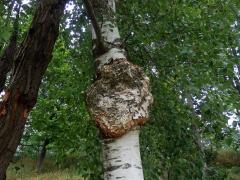 Nádor na bříze bělokoré (Betula pendula Roth) (93a)